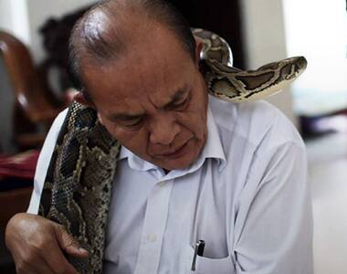 Meet the parents of a python