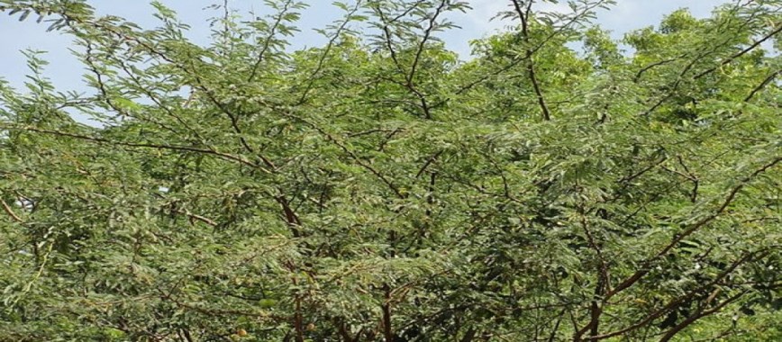 behold ten-of-the-trees-wild-karuvela-information