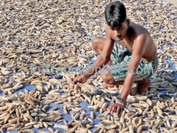 Preparations for shrimp farming