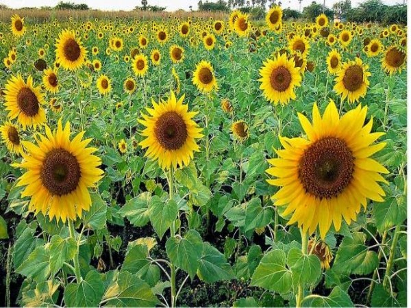 Follow these ways to grow sunflower for up to five years