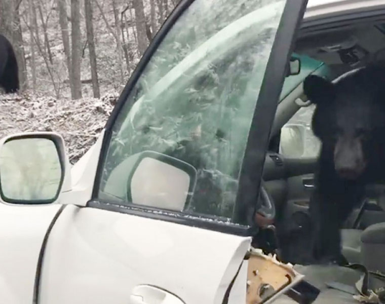 Baby Bear Locked in Car Tennessee Woods Video