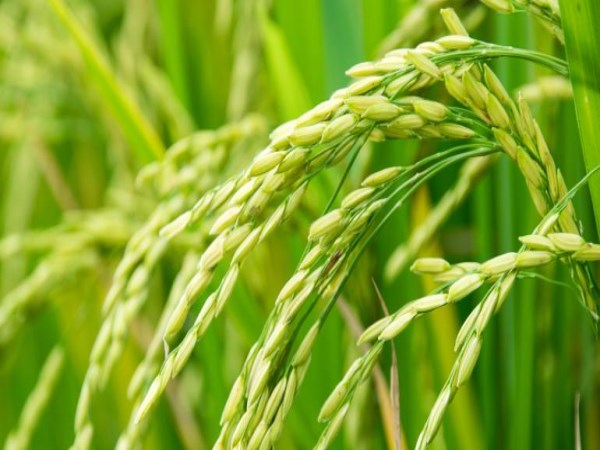 Here are the diagnostic management methods in rice ...