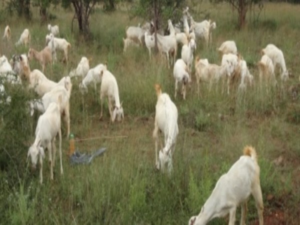 When grazing is grown in grazing all of these are careful ...