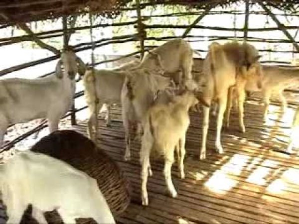 there type of goat growing method give more profit