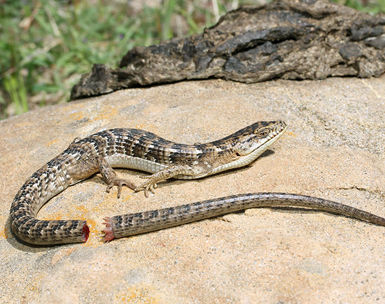 Lizard tail may hold key to regrowing human organs