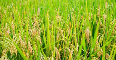  seven suggestions for crop cultivation