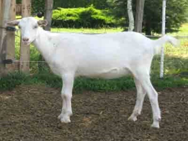 You should know these things about white goats