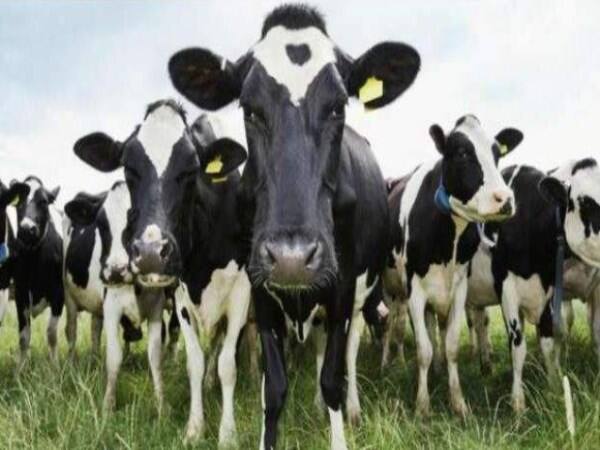 new zealand government decided to kill one and half lakh cows