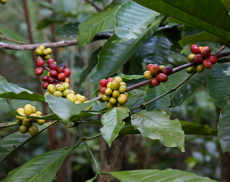 Disease threat to Coffee plants in Kodagu