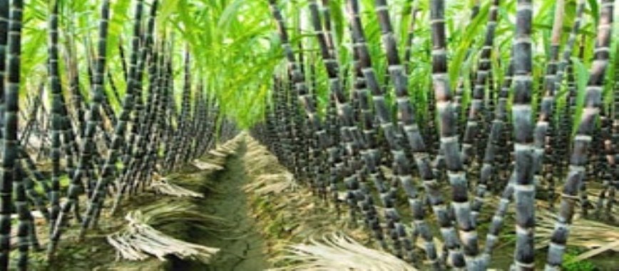 how do-micro-nutrient-management-in-sugarcane