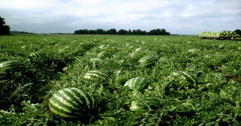 Want to cultivate watermelon? In this method you will get high yields of cultivation ...