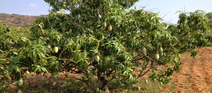 surprise broken-branch-of-the-mango-tree-30-varieties-o