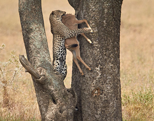 Athirappilly leopard hangs calf tree