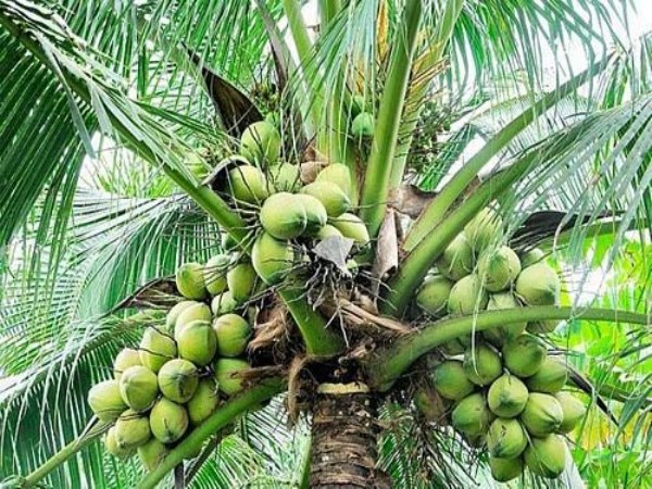 how to put fertilisers for coconut tree