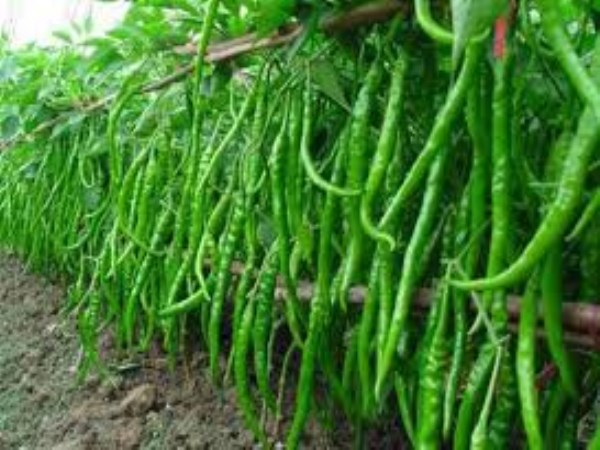 Pest Management activities to be taken during chilli cultivation ...