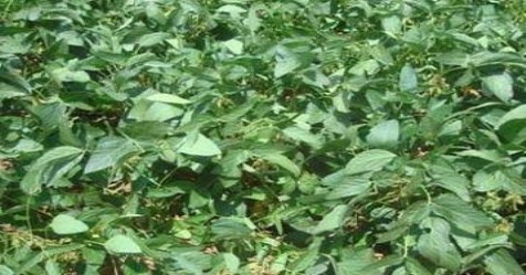 How to get high yields in soya