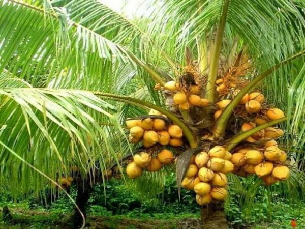 how to protect coconut tree from insects