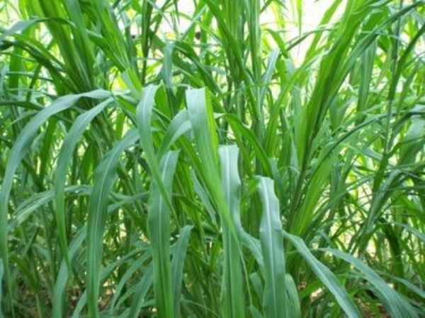 This nature is the best of millet nipper feeding grafting ...