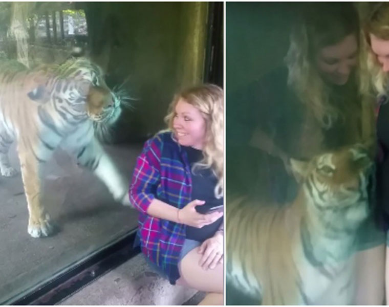 Tiger Reaction After Seeing A Pregnant Woman Is The Most Adorable Thing You ll See Today