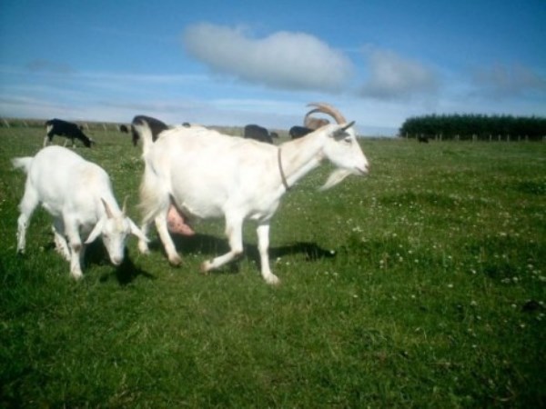 The goat milk has so much characteristic because it is all grown up ...