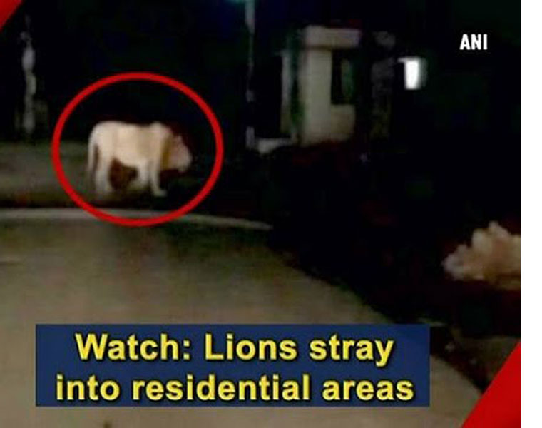 Lions stray into residential areas