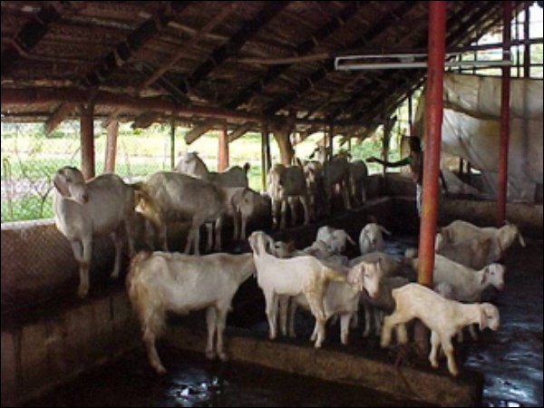 This is the most important method of feeding the goat ...