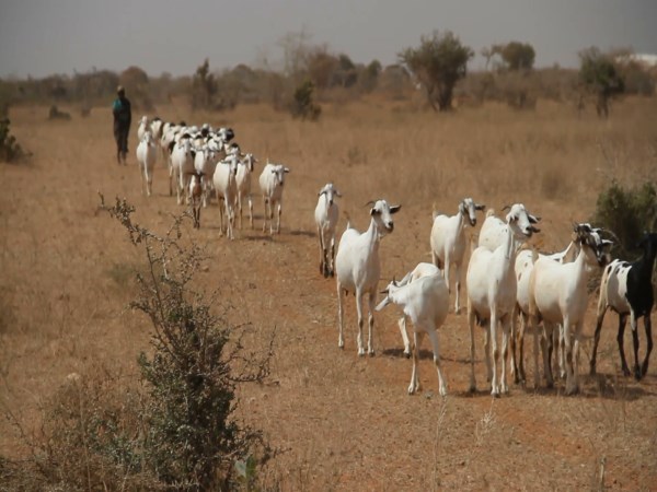 Who can start a goat farming career?