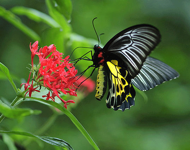 Butterfly Parks to turn eco monitors in Kerala