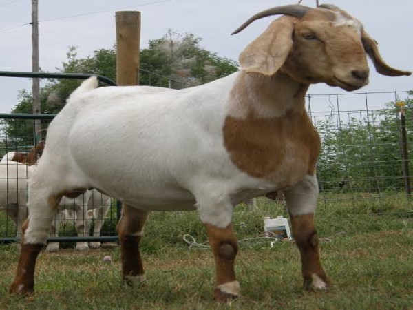 types of white goats in India