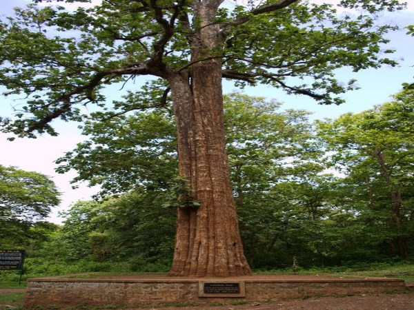 This is the best way to produce seedlings in teak tree ...