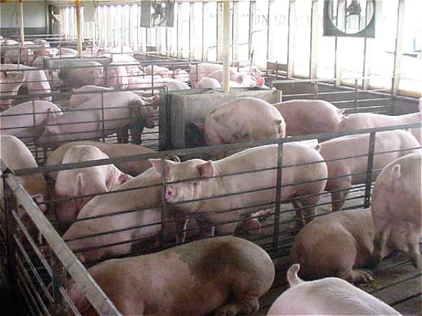 Pig - Fisheries - This is only possible on the integrated farm ...