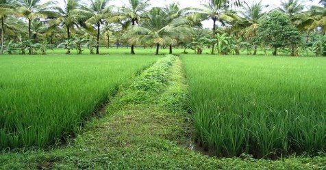 How to soften the crops while cultivation