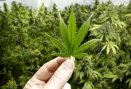 India conduct human clinical trials cannabis treat cancer epilepsy weed