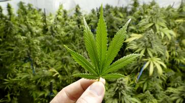 India conduct human clinical trials cannabis treat cancer epilepsy weed