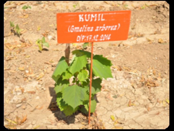 Question about the bubble tree? This is only because of its medicinal properties ...