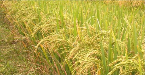 how to-fix-nitrogen-and-phosphorus-in-rice