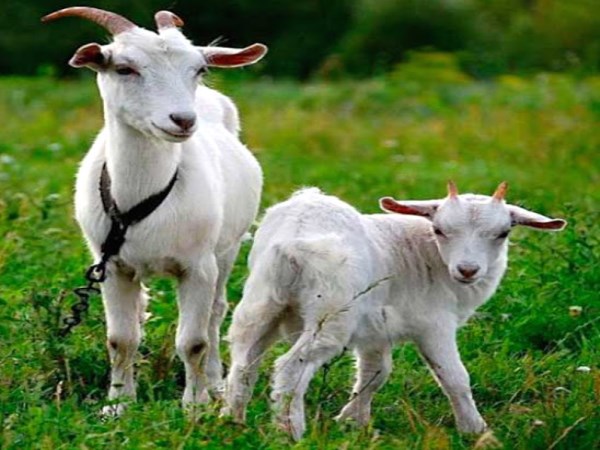 Do you know how to maintain goats during breeding?