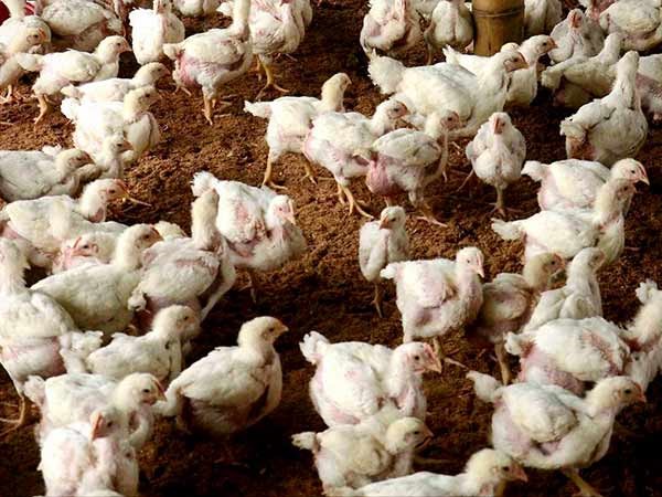 Why is the sloping and litter floor set in poultry farming? Read this to read ...