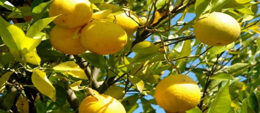 what are-the-best-yielding-lemons-for-tamil-nadu