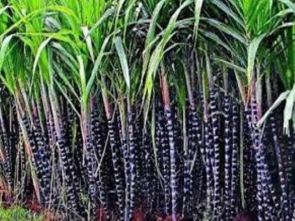 sugarcane cultivation method