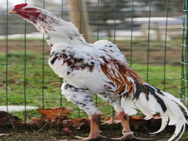 The breeds of country poultry and the different types of breeding them ...