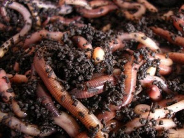 Here are the essentials and benefits of vermicompost fertilizer ...