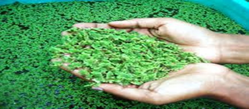 how to-cultivate-azolla-for-animal-feed-at-which-rate-d