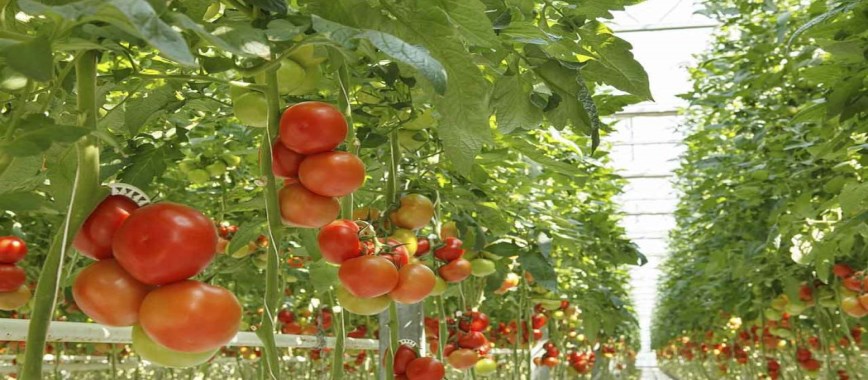 read on-to-find-the-best-techniques-for-tomato-cultivat