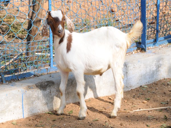 Here are the ways to feed the milk production in goat growth.