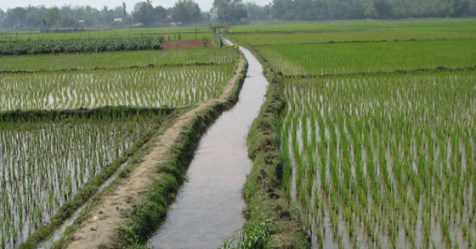 Some ways to utilize irrigation in rice cultivation