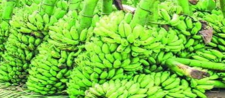 the yield-of-banana-leaf-spot-disease-damage-here-are-w