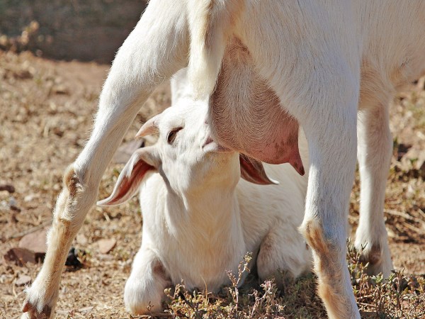 In the time of the baby arrival the pet will give such sheep to the sheep.