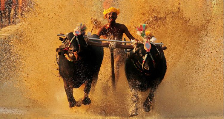 Kambala date announced In mangalore