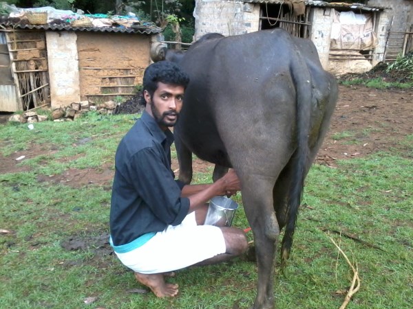 Here are the top buffalo breeds in our country ......